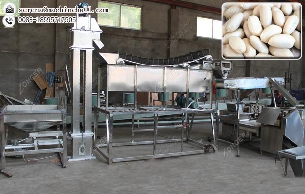 Peanut Soaking Peeling Machine Processing Line Manufacturer in China