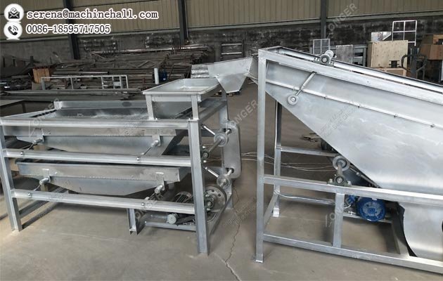 Commercial Hazelnut Shell Cracking and Roasting Machine|Filbert Nut Processing Machinery Plant